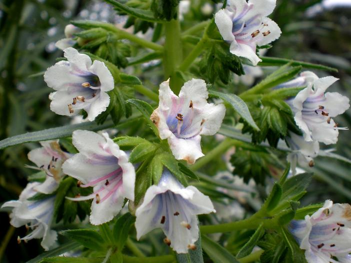 Echium decaisnei image