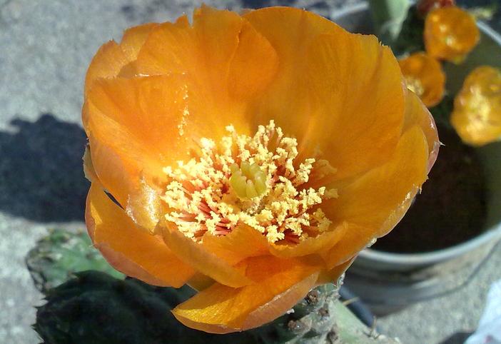 Opuntia lindheimeri image