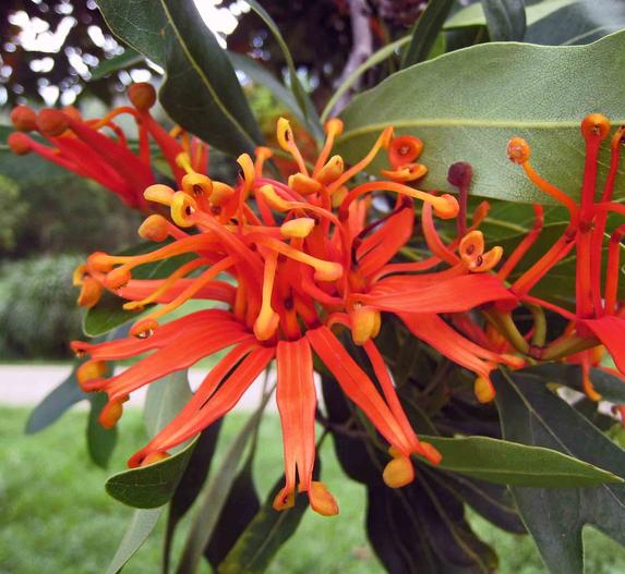 Stenocarpus sinuatus image
