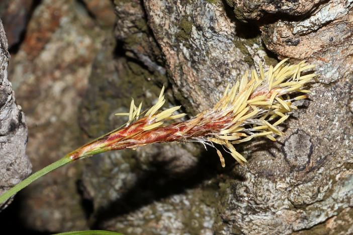 Carex fimbriata image
