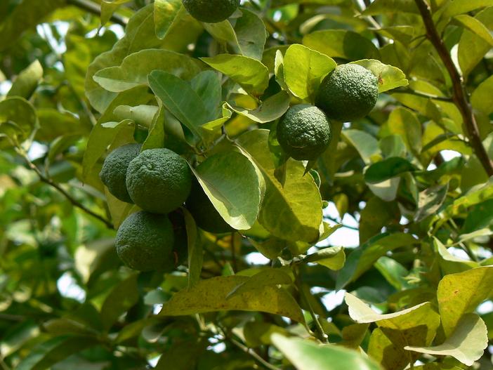 Citrus ×taitensis image