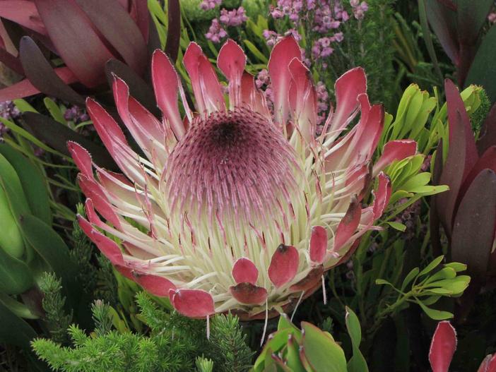 Protea eximia image