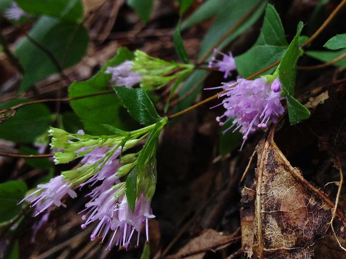 Cunila origanoides image