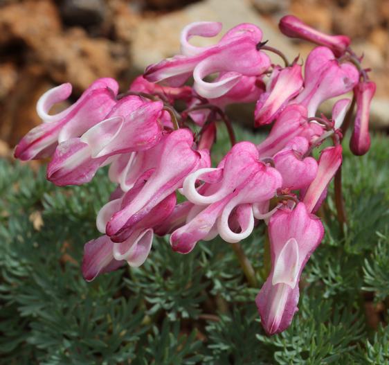 Dicentra peregrina image