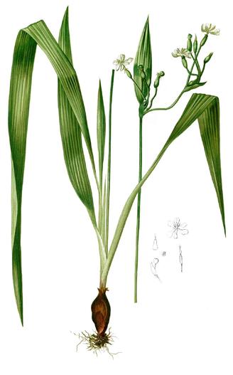 Sisyrinchium palmifolium image