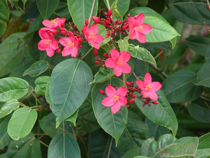Jatropha integerrima image