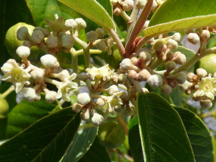 Alphitonia ponderosa image