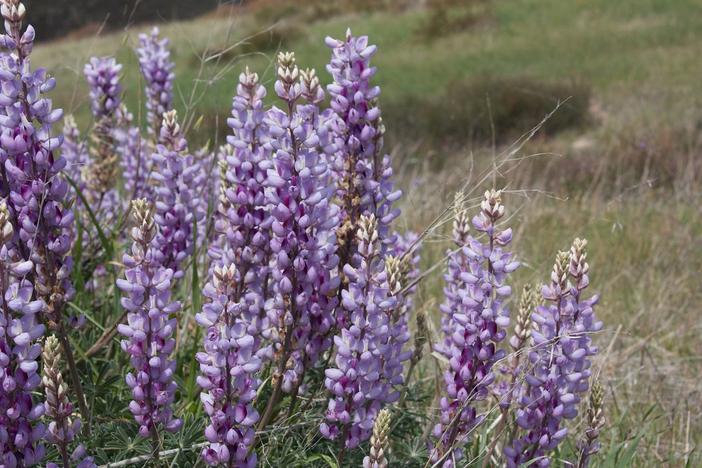 Lupinus albifrons image