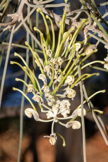 Hakea suberea image