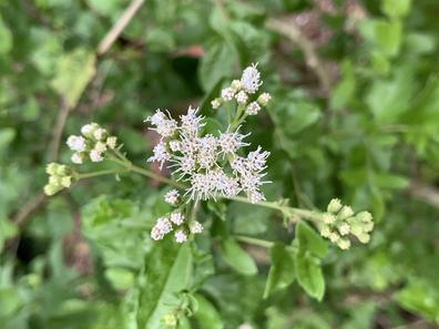 Koanophyllon villosum image