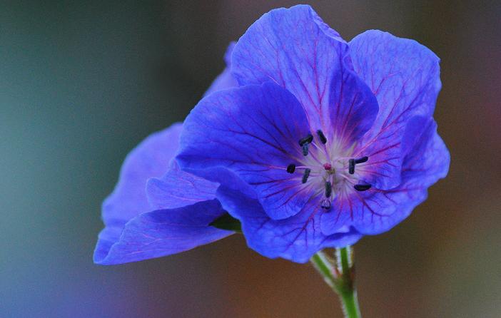 Geranium himalayense image