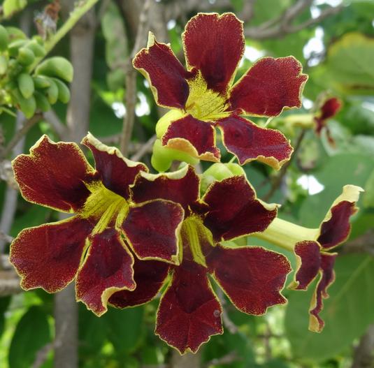 Markhamia zanzibarica image
