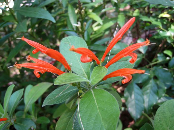 Justicia corumbensis image
