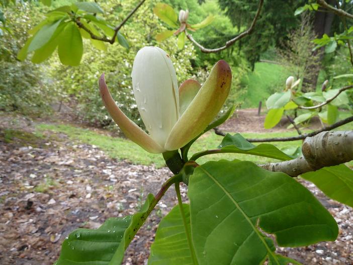 Magnolia officinalis image