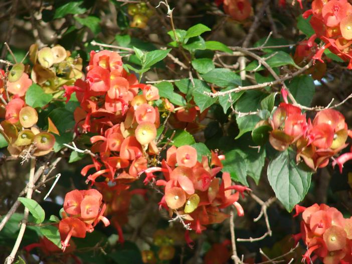 Holmskioldia sanguinea image