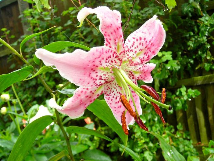 Lilium speciosum image