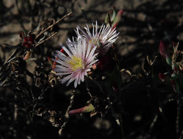 Lampranthus productus image
