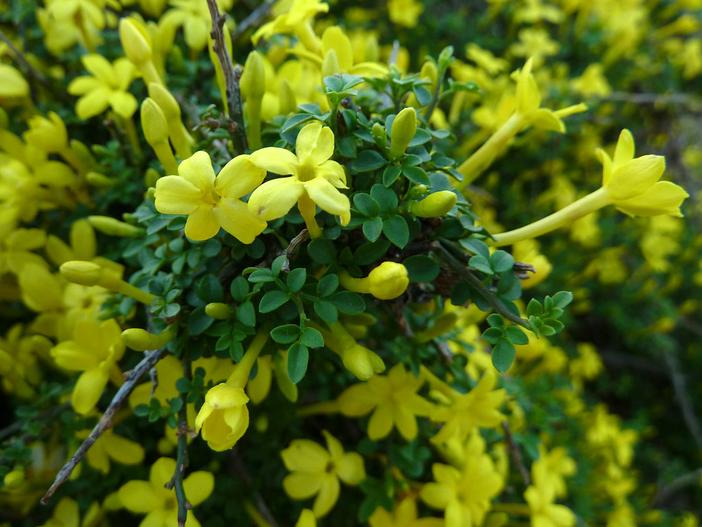 Jasminum parkeri image