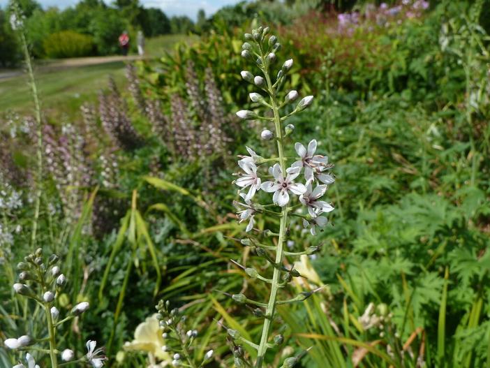 Lysimachia ephemerum image