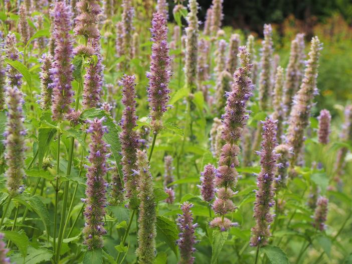 Agastache mexicana image