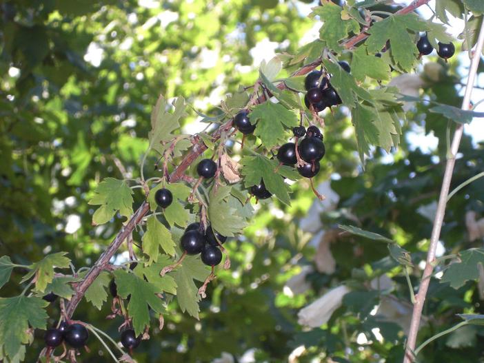 Ribes aureum var. villosum image