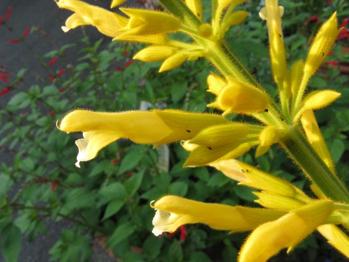 Salvia madrensis image
