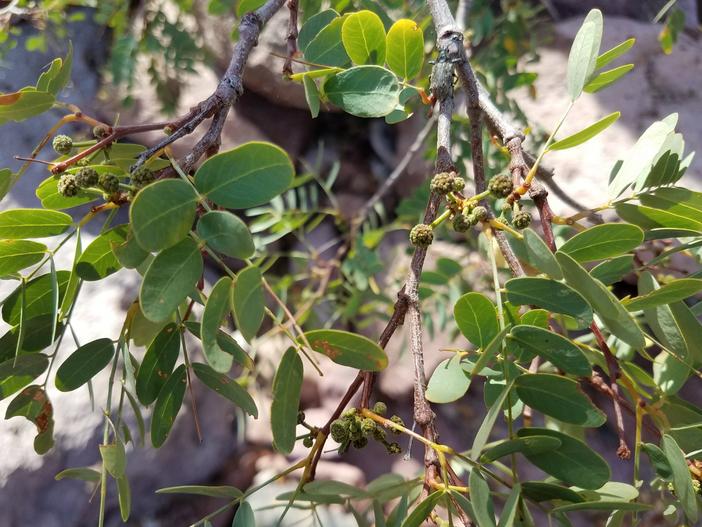 Lysiloma candidum image