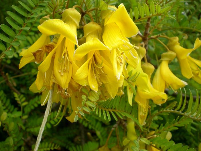 Sophora toromiro image