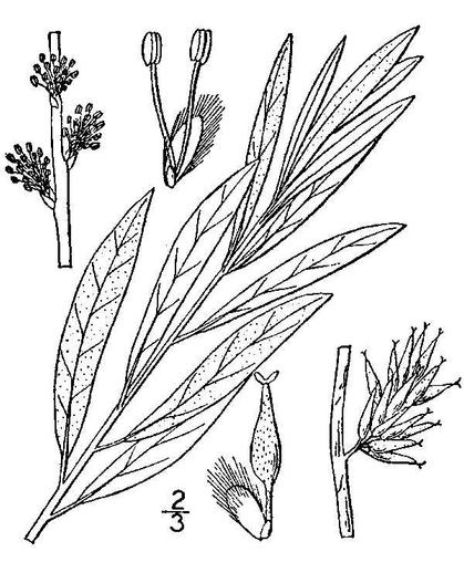 Salix humilis var. tristis image
