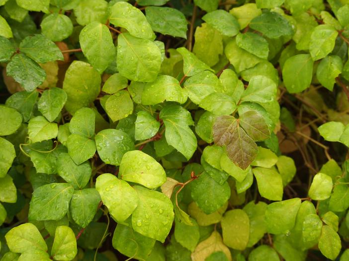 Cissus alata image