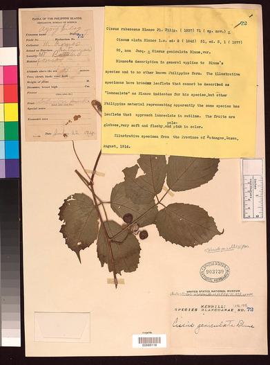 Cayratia geniculata image