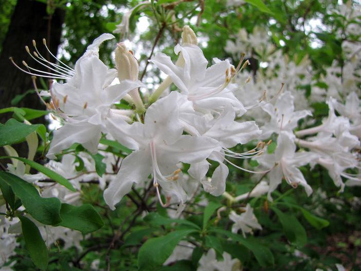 Rhododendron oblongifolium image