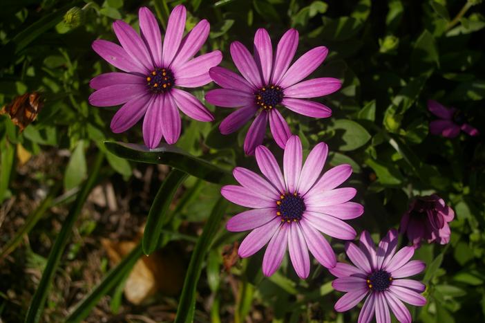 Osteospermum fruticosum image