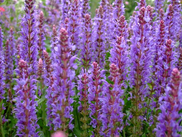 Salvia ×sylvestris image