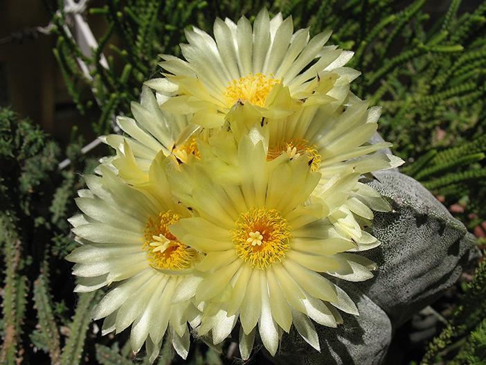 Astrophytum myriostigma image