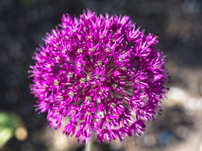 Allium hollandicum image