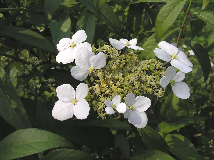 Hydrangea chinensis image