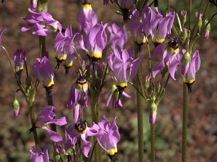 Dodecatheon clevelandii subsp. insulare image