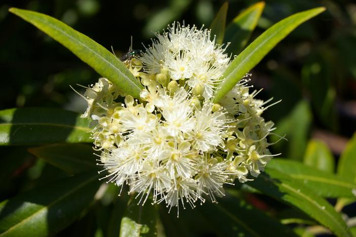 Backhousia citriodora image