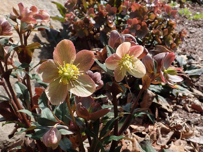 Helleborus ×ballardiae image