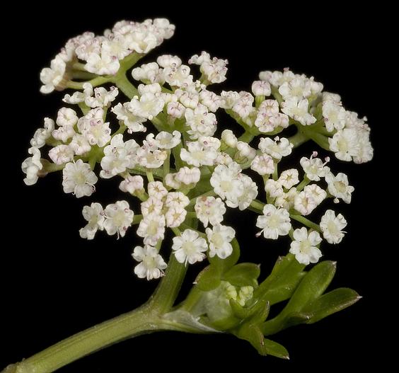 Apium prostratum image