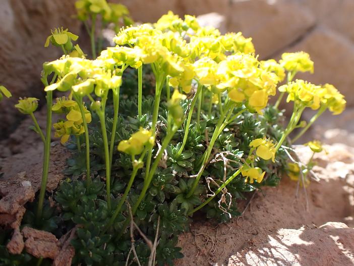 Draba oligosperma image