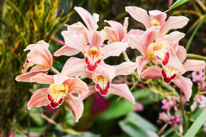 Cymbidium sinense image