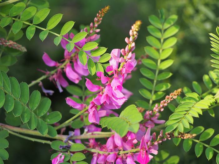 Indigofera heterantha image