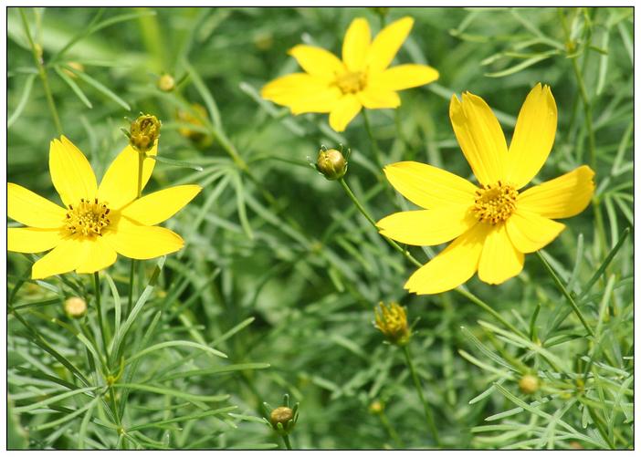 Helianthus salicifolius image