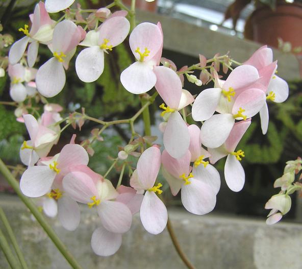 Begonia bowerae image
