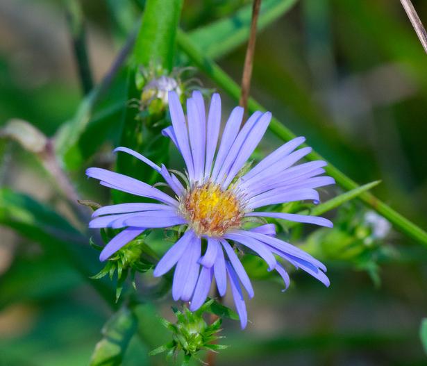Symphyotrichum puniceum image