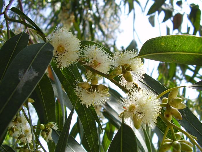 Eucalyptus globulus image