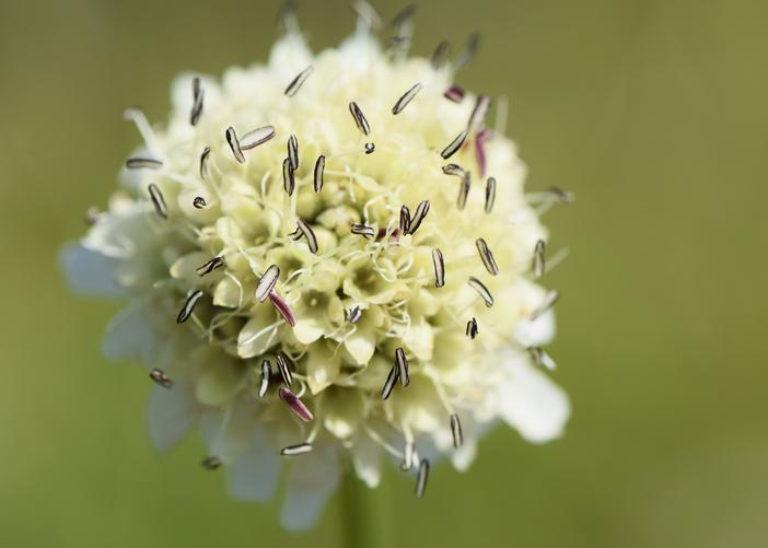 Cephalaria radiata image