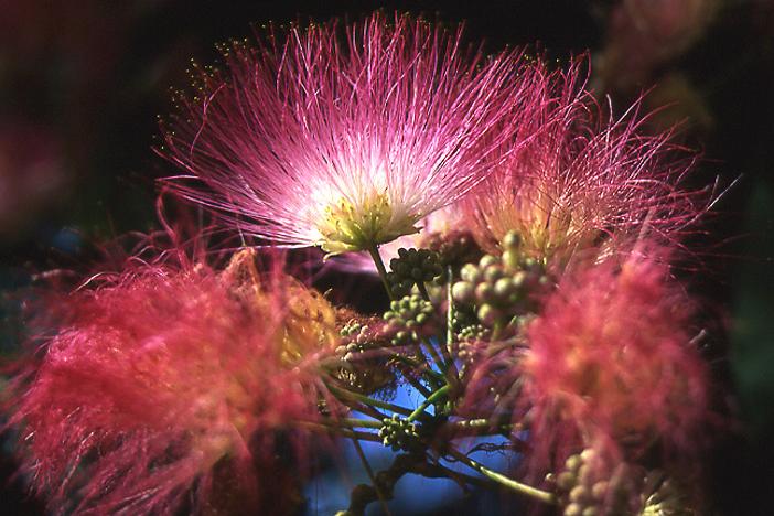 Albizia julibrissin f. rosea image